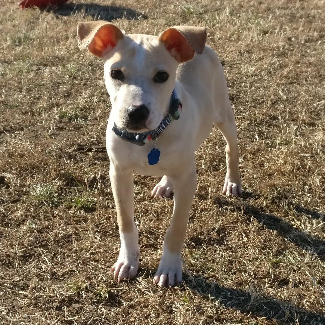 Al is an adorable 4 month old terrier mix full of affection and curiosity for the whole world and everything in it! This little guy has spent almost half his short life in the city shelter, but despite his rough start he has nothing but kisses and tail wags for every dog and person he meets. His favorite things inlude chasing tennis balls, investigating every new sound and smell, and playing tug with any toy (or pant leg) he can find. His best buddy is Stryker, our enormous Catahoula/Great Dane mix, who is also available for adoption (they do not need to be adopted together). Like all puppies, he will need a patient family that can give him lots of playtime and training, but the forever best friend you'll end up with is priceless. This guy is sure to melt your heart!