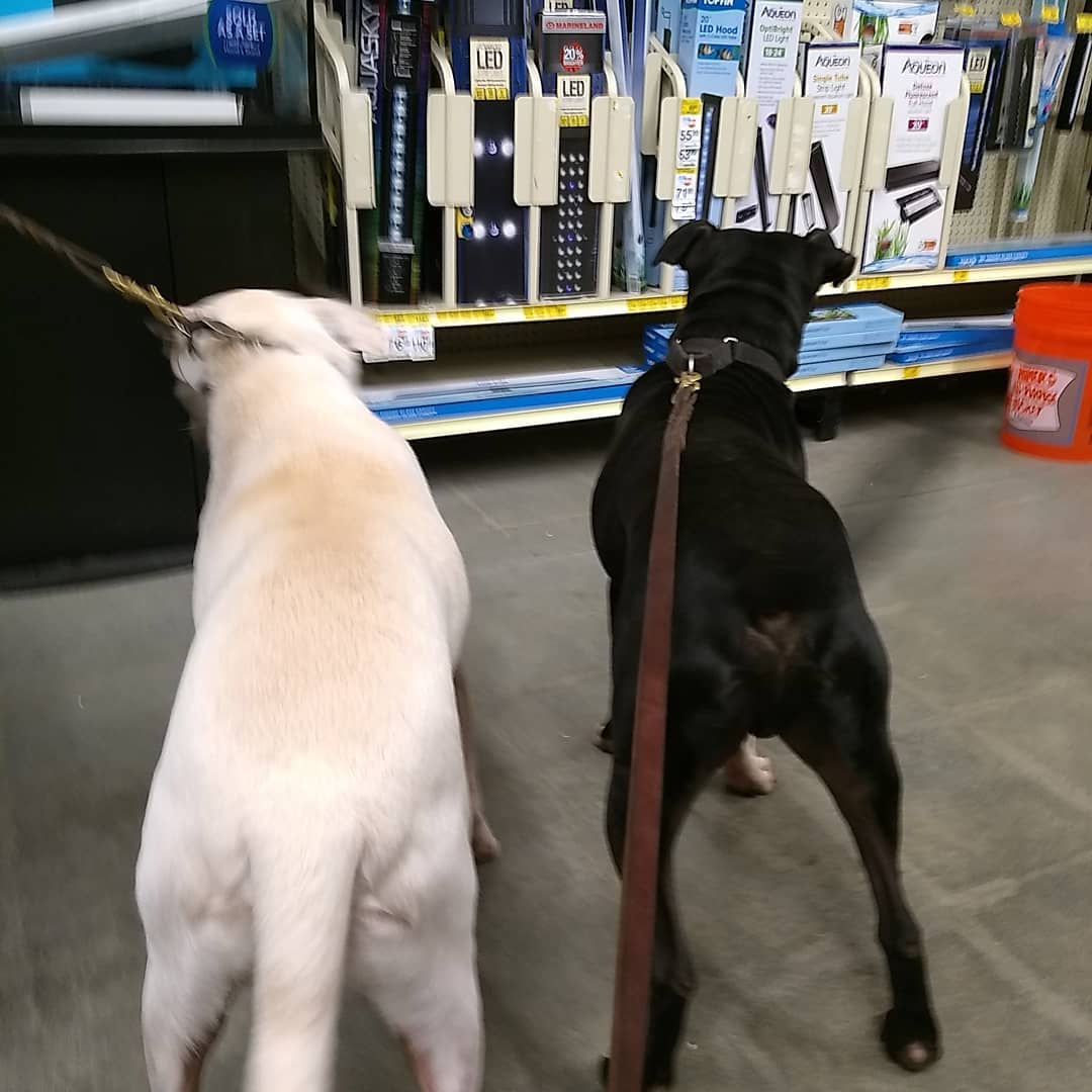 Adopotins today! I asked them to line up for a picture, and this was the best they could do. We will be here till 4 and are inside due to the cold.