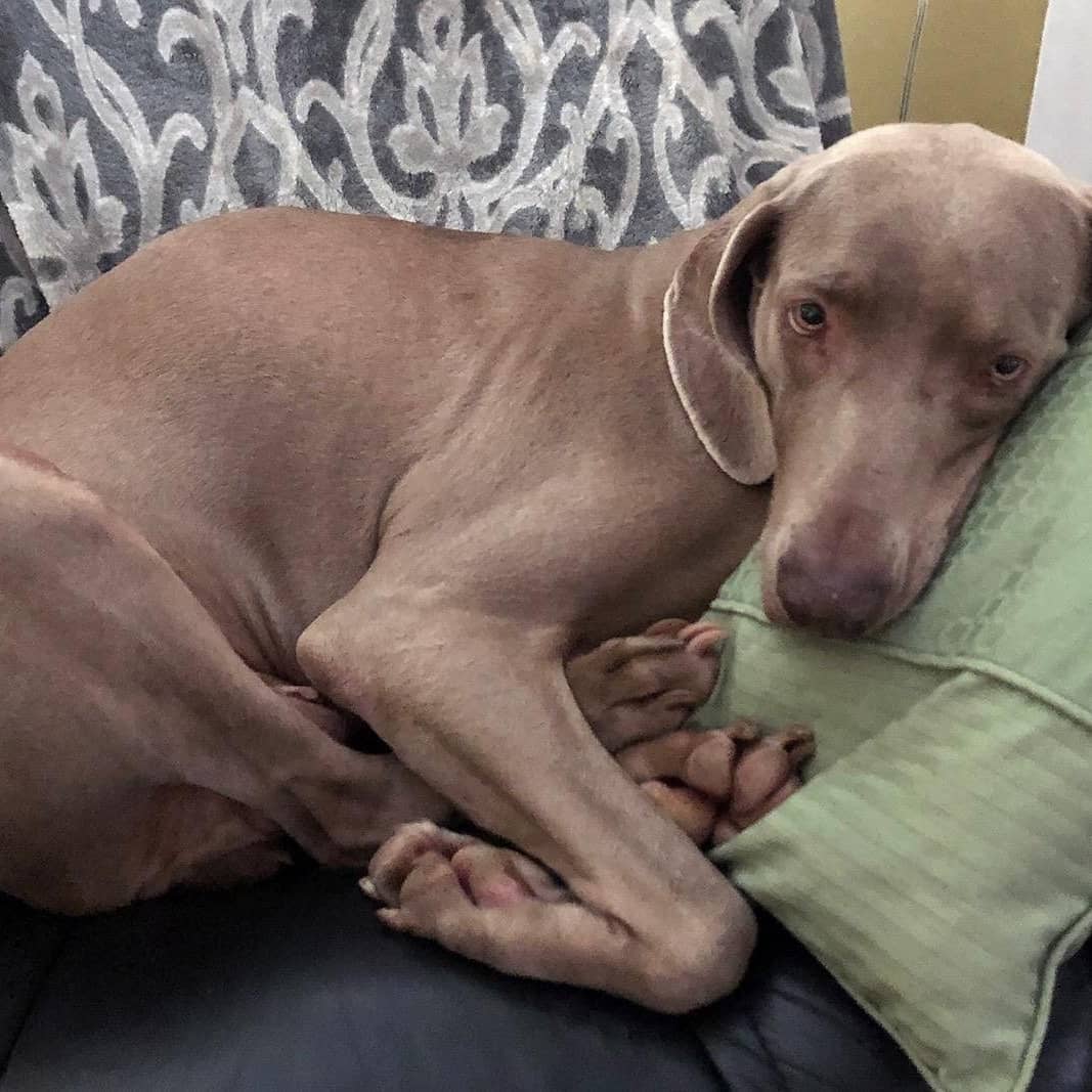 Lana is a 7 year old that came into the rescue with a bad case of flea dermatitis, but her hair is growing back very nicely. Typical of a Weimaraner, she wants to be with her humans. She will follow you around the house and cuddle right up next to you! ⠀
⠀
Lana enjoys going on walks and has great leash manners. She does well with other dogs on neutral ground, such as on walks and in the backyard, but can be territorial when it comes to sleeping spots in the home. Therefore, she may do best as an only dog. She does not do well with cats. ⠀
⠀
She also enjoys playing fetch and destuffing stuffed toys, but doesn't chew on things that are not her toys. Lana is very playful and, due to her size, could knock over small children. She knows basic obedience commands, is crate trained, spayed, and current on vaccinations. ⠀
⠀
Lana still has lots of energy and love to give. Won't you consider adding this devoted and deserving girl to your family? ⠀
⠀
She is currently being fostered in Buffalo, NY.