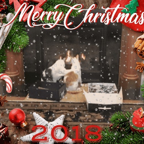 We just had to share our holiday greetings from former FA kitties Smudgie and Pretty Boy! These two brothers are living their best life. Thank you Bridget for the beautiful greetings! Happy Holidays!