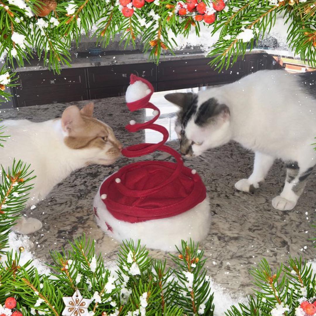 We just had to share our holiday greetings from former FA kitties Smudgie and Pretty Boy! These two brothers are living their best life. Thank you Bridget for the beautiful greetings! Happy Holidays!