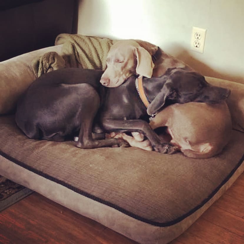 Sometimes you get lucky and get placed into a wonderful foster home. Sometimes you get really lucky and find a new best friend waiting for you there. <a target='_blank' href='https://www.instagram.com/explore/tags/adoptdontshop/'>#adoptdontshop</a> <a target='_blank' href='https://www.instagram.com/explore/tags/greatlakesweimaranerrescue/'>#greatlakesweimaranerrescue</a> <a target='_blank' href='https://www.instagram.com/explore/tags/love/'>#love</a> <a target='_blank' href='https://www.instagram.com/explore/tags/fosterfamily/'>#fosterfamily</a> <a target='_blank' href='https://www.instagram.com/explore/tags/rescuedog/'>#rescuedog</a> <a target='_blank' href='https://www.instagram.com/explore/tags/weimaraner/'>#weimaraner</a> <a target='_blank' href='https://www.instagram.com/explore/tags/weimlove/'>#weimlove</a>