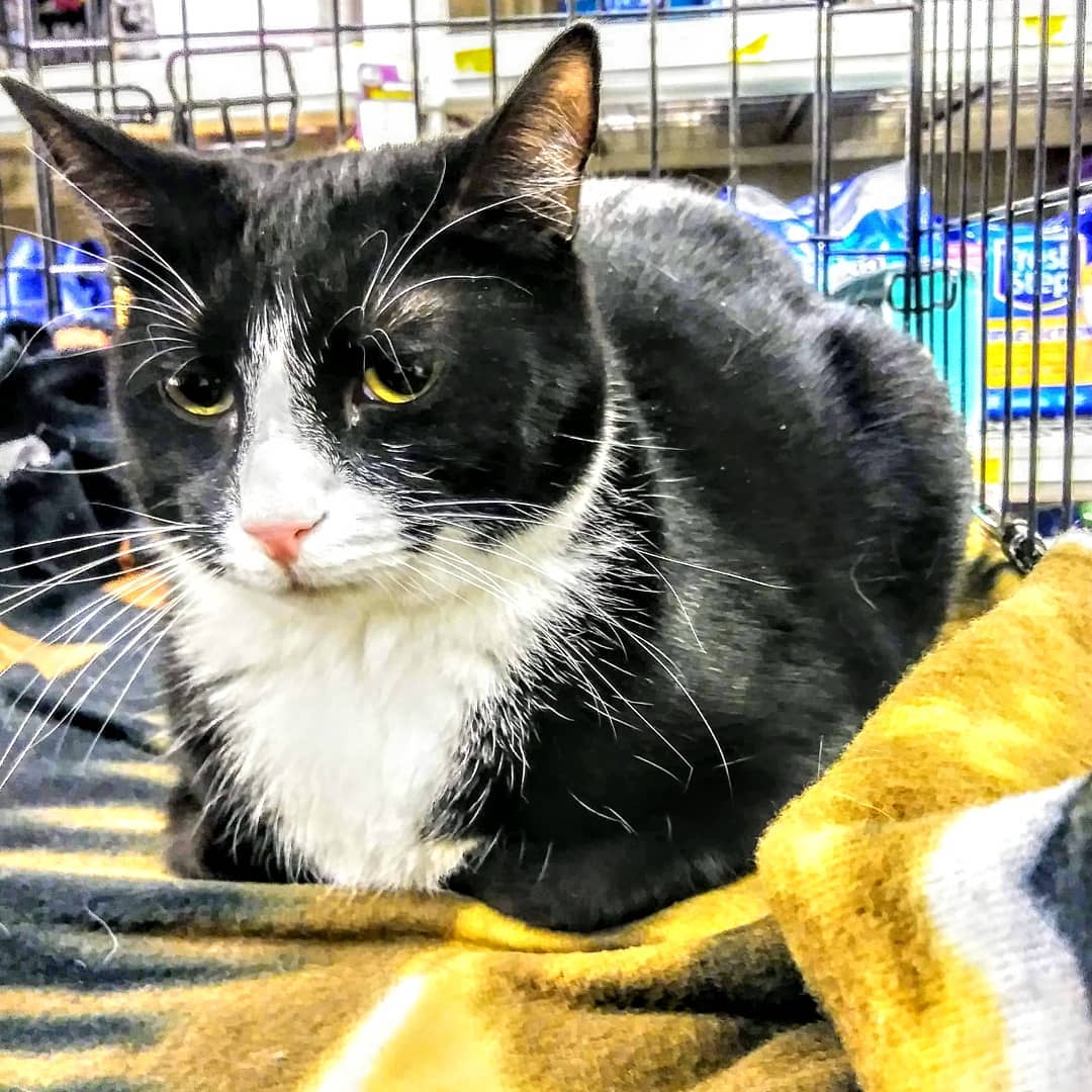 Bond is doing his best to look dignified at Chesterfield PetSmart today until 3 pm.
www.furgetusnotrescue.org