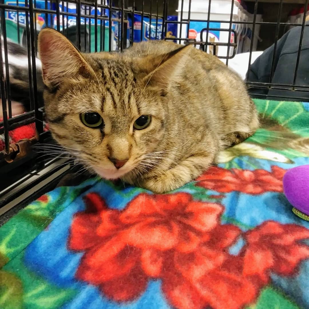 Skittles is people watching at Chesterfield PetSmart today until 3 pm.
www.furgetusnotrescue.org