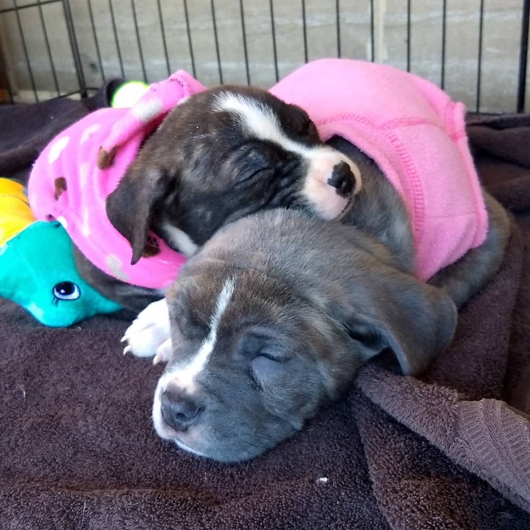 So much snuggly goodness from Lou and Franny today at adoptions. We will be at PetSmart on Ponce till 4 today! <a target='_blank' href='https://www.instagram.com/explore/tags/adoptdontshop/'>#adoptdontshop</a> <a target='_blank' href='https://www.instagram.com/explore/tags/adoption/'>#adoption</a> <a target='_blank' href='https://www.instagram.com/explore/tags/puppyadoption/'>#puppyadoption</a>