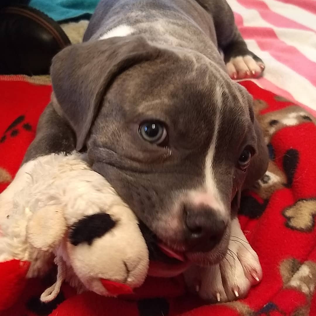 Look at this chunkster! Lu is 9 weeks old and sweet as pie. <a target='_blank' href='https://www.instagram.com/explore/tags/adoptdontshop/'>#adoptdontshop</a> <a target='_blank' href='https://www.instagram.com/explore/tags/pitbull/'>#pitbull</a> <a target='_blank' href='https://www.instagram.com/explore/tags/atlantarescuedogs/'>#atlantarescuedogs</a> <a target='_blank' href='https://www.instagram.com/explore/tags/adopt/'>#adopt</a>