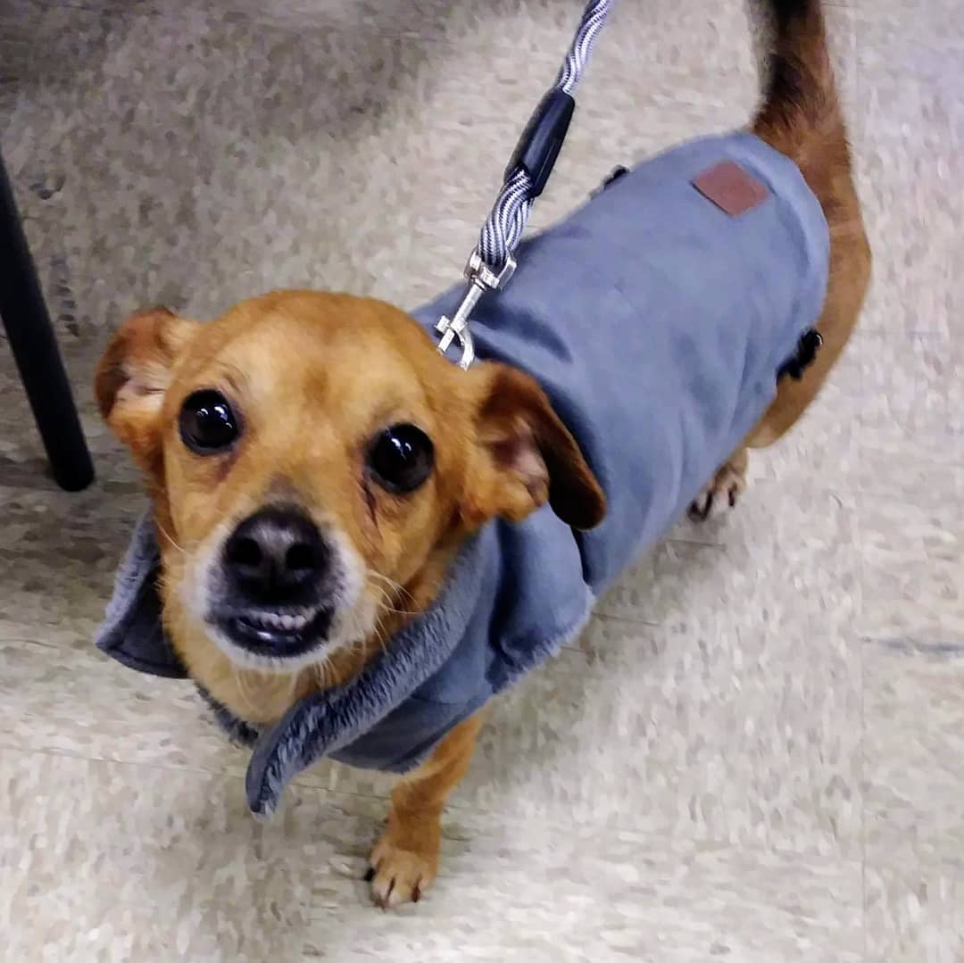 Brady got all dressed up to meet new friends at Chesterfield PetSmart today until 3 pm.
www.furgetusnotrescue.org