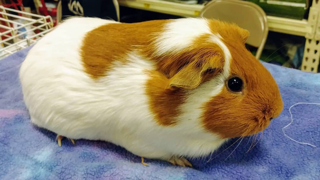 Nani the Guinea pig is looking for love, and lettuce, at Chesterfield PetSmart today until 3 pm.
www.furgetusnotrescue.org