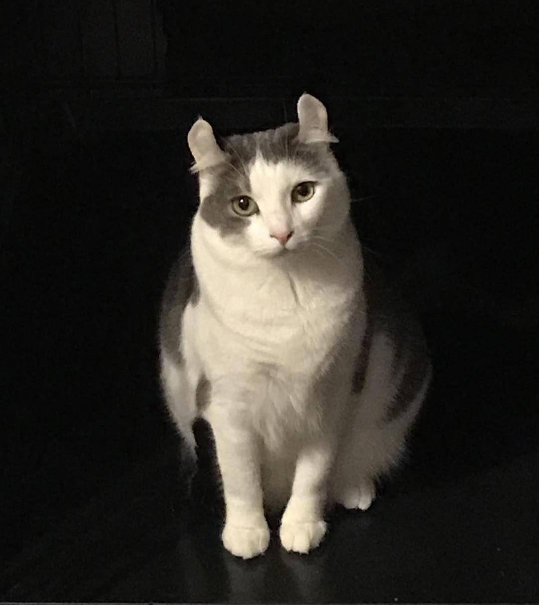 Amanda (American Curl) was adopted last year and doing great in her new home. Such a pretty girl. Just look at those ears! <a target='_blank' href='https://www.instagram.com/explore/tags/americancurl/'>#americancurl</a>