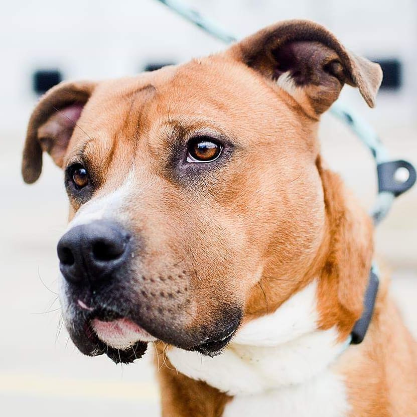 Chase is such a handsome boy! About 2 yrars old and looking for his forever home. 
<a target='_blank' href='https://www.instagram.com/explore/tags/friends_of_scac/'>#friends_of_scac</a>  <a target='_blank' href='https://www.instagram.com/explore/tags/adoptabledogsofinstagram/'>#adoptabledogsofinstagram</a> <a target='_blank' href='https://www.instagram.com/explore/tags/adoptdontshop/'>#adoptdontshop</a> <a target='_blank' href='https://www.instagram.com/explore/tags/dognity/'>#dognity</a> <a target='_blank' href='https://www.instagram.com/explore/tags/doggytheworld/'>#doggytheworld</a> <a target='_blank' href='https://www.instagram.com/explore/tags/adoptableshelterpets/'>#adoptableshelterpets</a> <a target='_blank' href='https://www.instagram.com/explore/tags/adoptablepitty/'>#adoptablepitty</a> <a target='_blank' href='https://www.instagram.com/explore/tags/animallove/'>#animallove</a> <a target='_blank' href='https://www.instagram.com/explore/tags/shelterdogsofinstagram/'>#shelterdogsofinstagram</a>