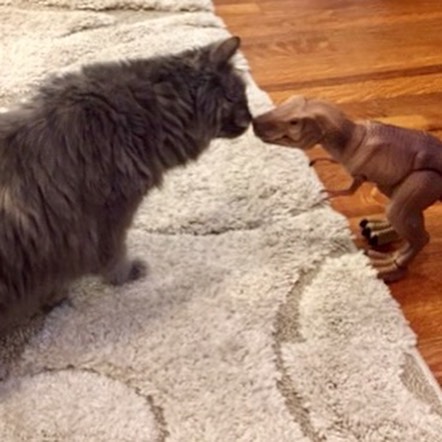 Recently adopted Ashes has settled in watching his favorite show. He’s also made a new friend, Dino.