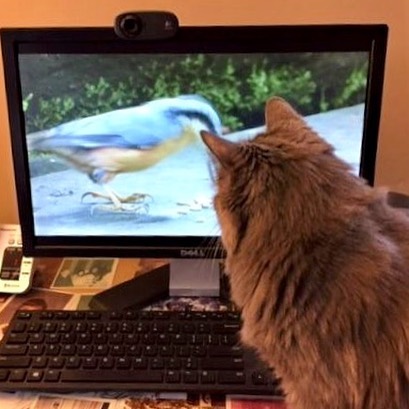 Recently adopted Ashes has settled in watching his favorite show. He’s also made a new friend, Dino.