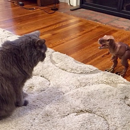 Recently adopted Ashes has settled in watching his favorite show. He’s also made a new friend, Dino.