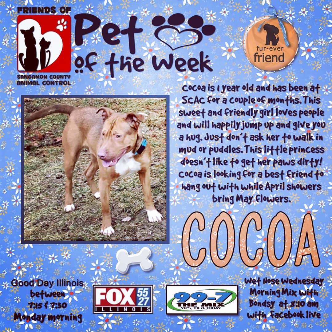 Cocoa is the Pet of the Week!  This beautiful girl is looking for a forever home, if you are looking for a great dog Cocoa is your girl!  Watch for her on Good Day Illinois on Fox tomorrow and Wet Nose Wednesday Facebook live on The Mix 99.7 on Wednesday!
<a target='_blank' href='https://www.instagram.com/explore/tags/cocoa/'>#cocoa</a> <a target='_blank' href='https://www.instagram.com/explore/tags/friends_of_scac/'>#friends_of_scac</a> <a target='_blank' href='https://www.instagram.com/explore/tags/adoptabledogsofinstagram/'>#adoptabledogsofinstagram</a> <a target='_blank' href='https://www.instagram.com/explore/tags/dognity/'>#dognity</a> <a target='_blank' href='https://www.instagram.com/explore/tags/adoptdontshop/'>#adoptdontshop</a> <a target='_blank' href='https://www.instagram.com/explore/tags/pittylove/'>#pittylove</a> <a target='_blank' href='https://www.instagram.com/explore/tags/pittbullsofinstagram/'>#pittbullsofinstagram</a> <a target='_blank' href='https://www.instagram.com/explore/tags/adoptablepitty/'>#adoptablepitty</a> <a target='_blank' href='https://www.instagram.com/explore/tags/themix99/'>#themix99</a> <a target='_blank' href='https://www.instagram.com/explore/tags/doggytheworld/'>#doggytheworld</a> <a target='_blank' href='https://www.instagram.com/explore/tags/doglove/'>#doglove</a> <a target='_blank' href='https://www.instagram.com/explore/tags/petoftheweek/'>#petoftheweek</a> <a target='_blank' href='https://www.instagram.com/explore/tags/pittymix/'>#pittymix</a> <a target='_blank' href='https://www.instagram.com/explore/tags/pitbullsrock/'>#pitbullsrock</a>