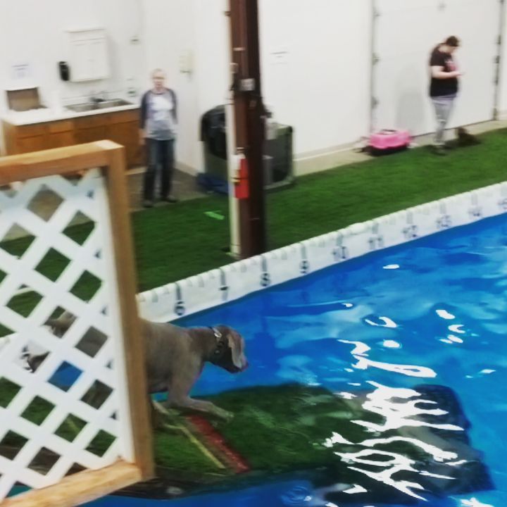 Great dock diving class today at @mik9ac! The best dog is a tired dog!! <a target='_blank' href='https://www.instagram.com/explore/tags/dockdiving/'>#dockdiving</a> <a target='_blank' href='https://www.instagram.com/explore/tags/dogsports/'>#dogsports</a> <a target='_blank' href='https://www.instagram.com/explore/tags/weimslovewater/'>#weimslovewater</a> <a target='_blank' href='https://www.instagram.com/explore/tags/adoptdontshop/'>#adoptdontshop</a> <a target='_blank' href='https://www.instagram.com/explore/tags/greatlakesweimrescue/'>#greatlakesweimrescue</a> <a target='_blank' href='https://www.instagram.com/explore/tags/greatlakesweimaranerrescue/'>#greatlakesweimaranerrescue</a> <a target='_blank' href='https://www.instagram.com/explore/tags/glwr/'>#glwr</a>
