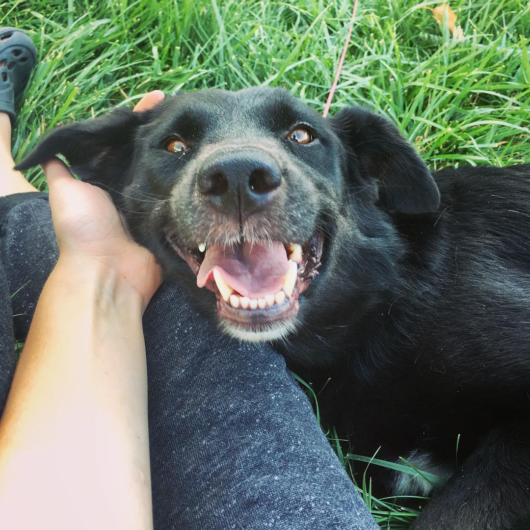 ADOPTED!!
<a target='_blank' href='https://www.instagram.com/explore/tags/Alli/'>#Alli</a>-Gator
Border collie/Labrador retriever 
Female/Spayed
Current on vaccines
Microchipped 
Est. 5 years old
Good with other dogs, cats, kids. 
Please visit to find out more about Alli! 
Adoption fee is $150.00
<a target='_blank' href='https://www.instagram.com/explore/tags/adopt/'>#adopt</a> <a target='_blank' href='https://www.instagram.com/explore/tags/rescuedog/'>#rescuedog</a> <a target='_blank' href='https://www.instagram.com/explore/tags/bordercolliemix/'>#bordercolliemix</a> <a target='_blank' href='https://www.instagram.com/explore/tags/dogsmile/'>#dogsmile</a>