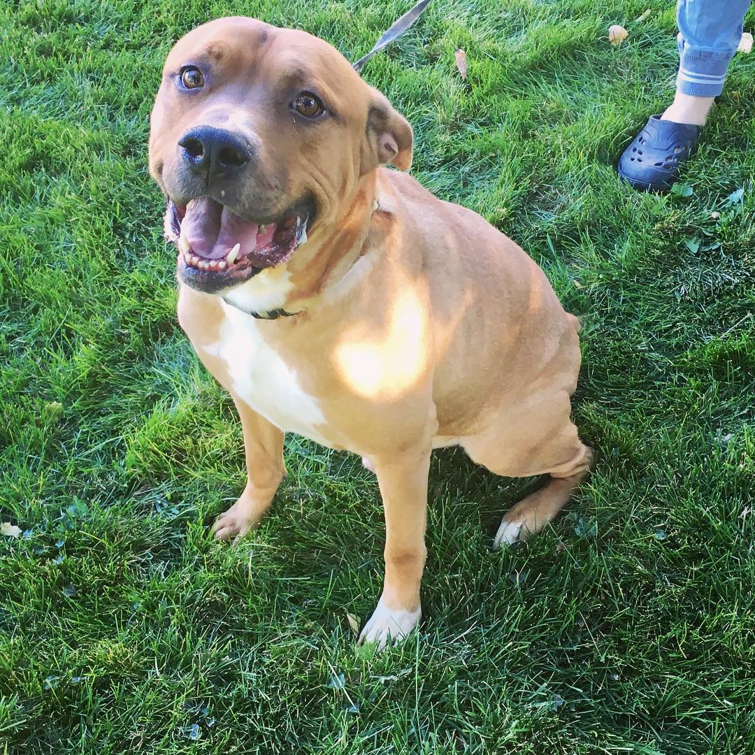 ADOPTED!!
Hemi
Pit mix
3 years 
Male/Neutered 
Current on vaccines, Microchipped 
Docked tail

<a target='_blank' href='https://www.instagram.com/explore/tags/rescuedog/'>#rescuedog</a> <a target='_blank' href='https://www.instagram.com/explore/tags/adoption/'>#adoption</a> <a target='_blank' href='https://www.instagram.com/explore/tags/pittie/'>#pittie</a> <a target='_blank' href='https://www.instagram.com/explore/tags/pittieboy/'>#pittieboy</a> <a target='_blank' href='https://www.instagram.com/explore/tags/bobbedtail/'>#bobbedtail</a>