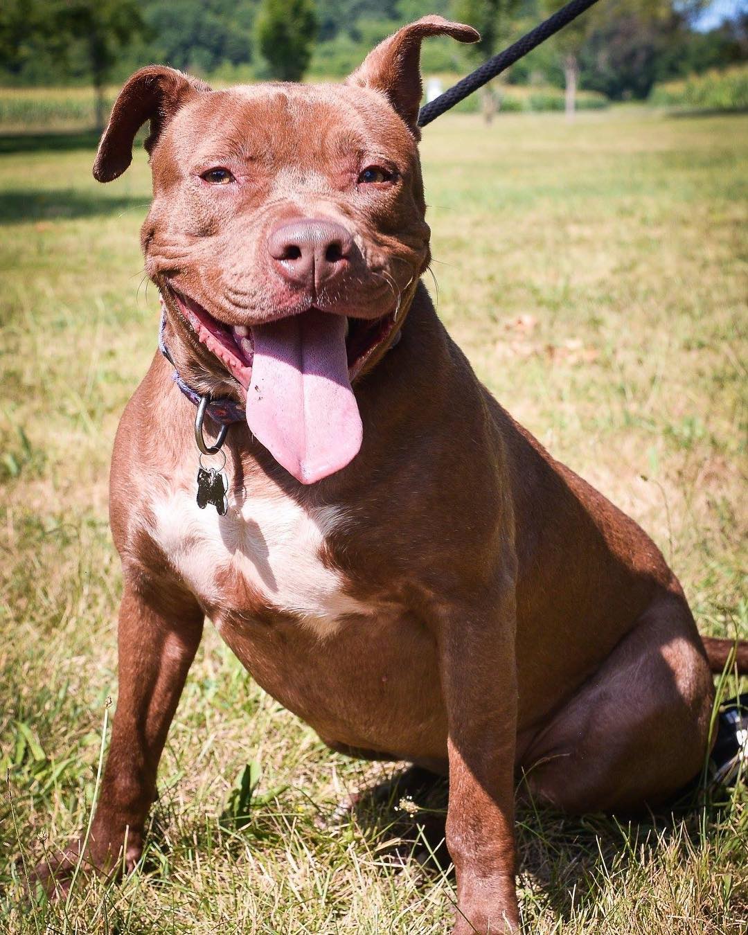 Check out the smile on this girl! 😁🐶
.
.
.
.

Visit our Facebook page to learn more about Pork Chop and other amazing doggos. .
.
.
.

<a target='_blank' href='https://www.instagram.com/explore/tags/DAWG/'>#DAWG</a> <a target='_blank' href='https://www.instagram.com/explore/tags/dog/'>#dog</a> <a target='_blank' href='https://www.instagram.com/explore/tags/dogs/'>#dogs</a> <a target='_blank' href='https://www.instagram.com/explore/tags/doggo/'>#doggo</a> <a target='_blank' href='https://www.instagram.com/explore/tags/doggooftheday/'>#doggooftheday</a> <a target='_blank' href='https://www.instagram.com/explore/tags/dogsofinstagram/'>#dogsofinstagram</a>