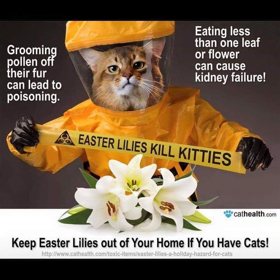 Easter is approaching quickly. 
Lilies and kitties don't mix!