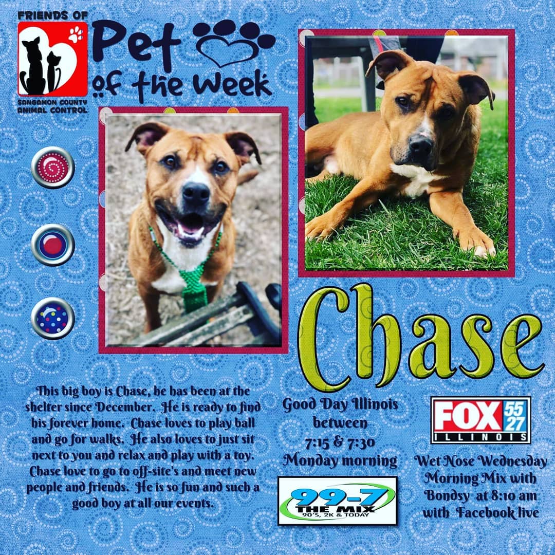 Watch for Chase this week! He is our Pet of the Week! <a target='_blank' href='https://www.instagram.com/explore/tags/friends_of_scac/'>#friends_of_scac</a> <a target='_blank' href='https://www.instagram.com/explore/tags/adoptabledogs/'>#adoptabledogs</a> <a target='_blank' href='https://www.instagram.com/explore/tags/dognity/'>#dognity</a> <a target='_blank' href='https://www.instagram.com/explore/tags/doggytheworld/'>#doggytheworld</a> <a target='_blank' href='https://www.instagram.com/explore/tags/pitbulllove/'>#pitbulllove</a> <a target='_blank' href='https://www.instagram.com/explore/tags/adoptablepitty/'>#adoptablepitty</a> <a target='_blank' href='https://www.instagram.com/explore/tags/dog/'>#dog</a> <a target='_blank' href='https://www.instagram.com/explore/tags/adopt/'>#adopt</a> <a target='_blank' href='https://www.instagram.com/explore/tags/rescuedismyfavoritebreed/'>#rescuedismyfavoritebreed</a> <a target='_blank' href='https://www.instagram.com/explore/tags/adoptdontshop/'>#adoptdontshop</a> <a target='_blank' href='https://www.instagram.com/explore/tags/pittylove/'>#pittylove</a> <a target='_blank' href='https://www.instagram.com/explore/tags/pittbullsofinstagram/'>#pittbullsofinstagram</a>