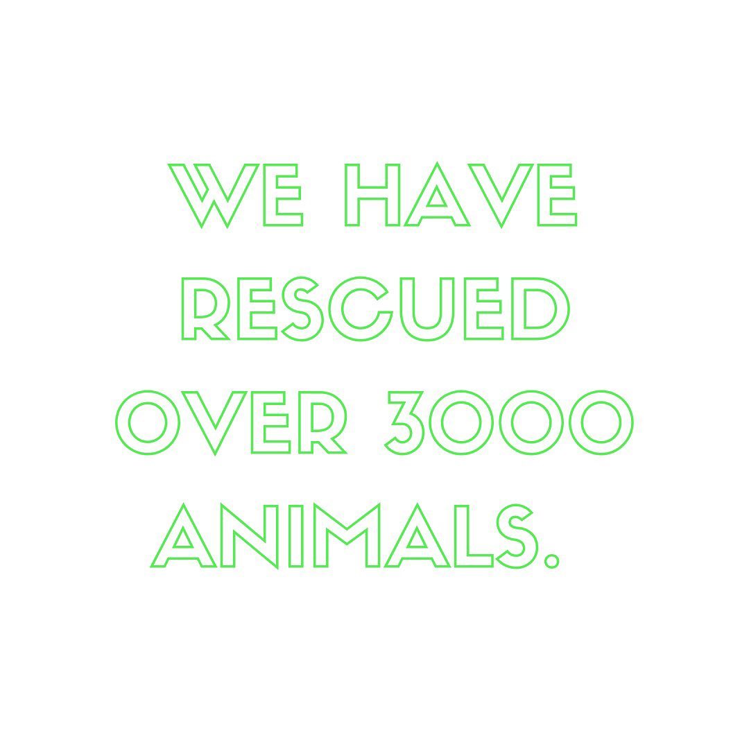 DAWG has rescued over 3000 animals but we can’t do what we do without YOU! •
•

Check out our Website: https://dawghous.com to learn how you can become a volunteer, foster, or donor! •
•

Let’s continue to help animals together! 💛