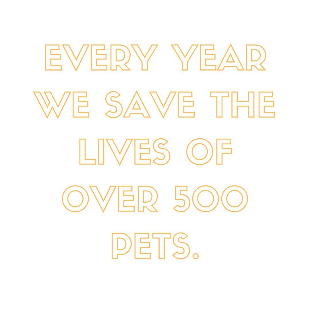 Every year we save the lives of over 500 pets but doing so takes time and money! •
•

Check out our Website: https://dawghous.com to learn how you can become a volunteer, foster, or donor!