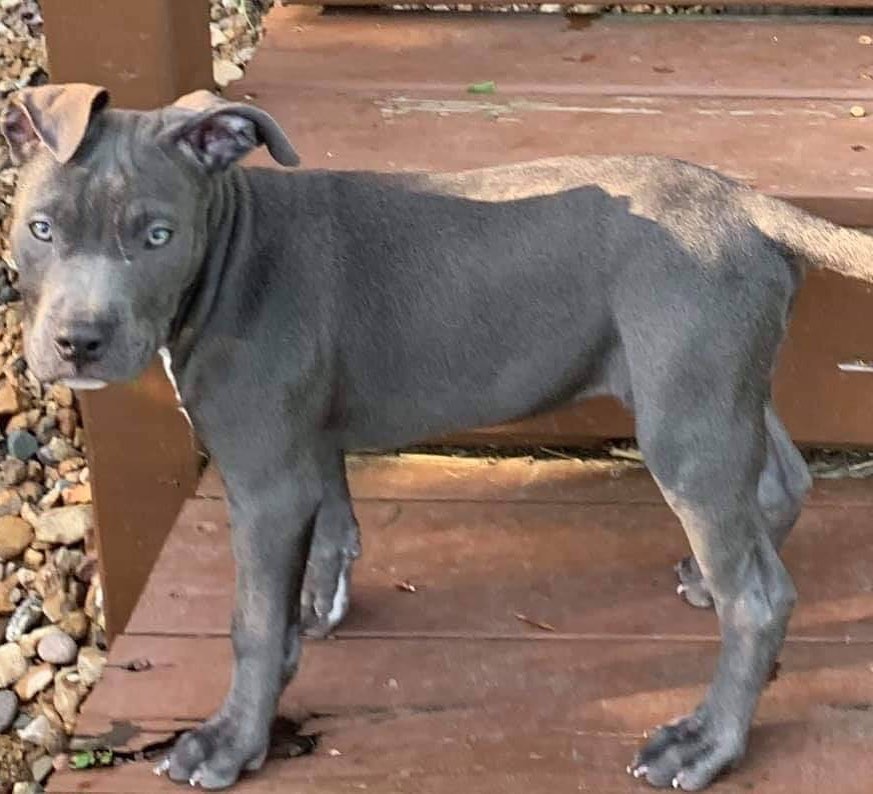 Available for adoption!♥️ Puffy...born 4/26/19, male, American Pit Bull Terrier. Message us for details on this cutie! <a target='_blank' href='https://www.instagram.com/explore/tags/stldogs/'>#stldogs</a> <a target='_blank' href='https://www.instagram.com/explore/tags/stcharlesmo/'>#stcharlesmo</a> <a target='_blank' href='https://www.instagram.com/explore/tags/adoptdontshop/'>#adoptdontshop</a> <a target='_blank' href='https://www.instagram.com/explore/tags/rescue/'>#rescue</a> <a target='_blank' href='https://www.instagram.com/explore/tags/tempoofthedogrescue/'>#tempoofthedogrescue</a> <a target='_blank' href='https://www.instagram.com/explore/tags/stl/'>#stl</a>