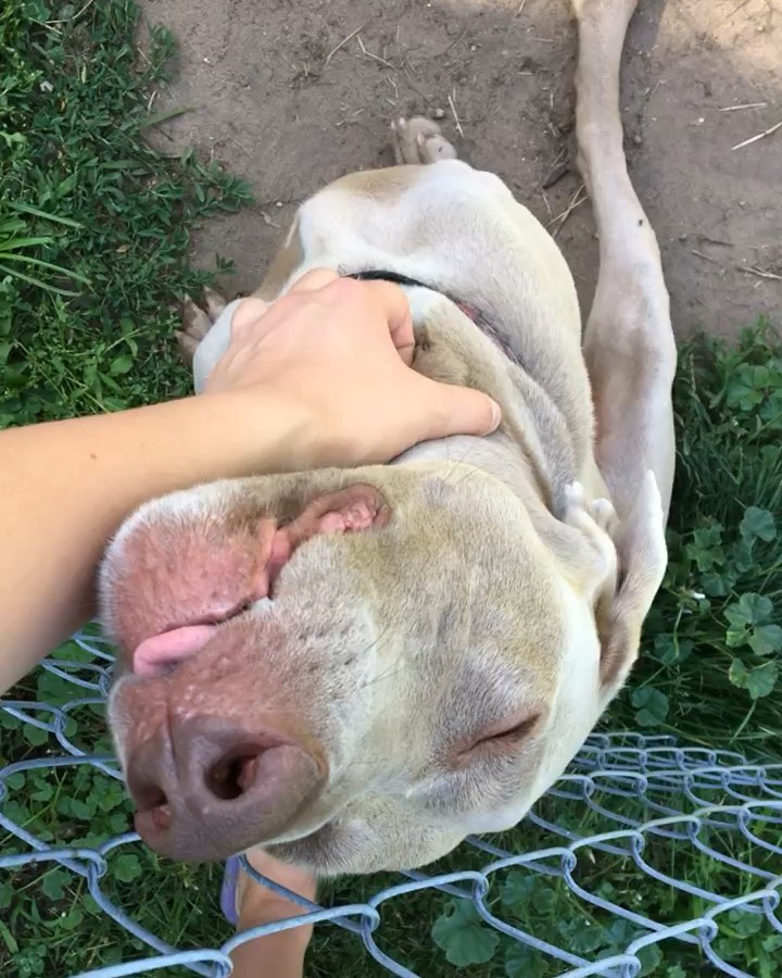 Current foster, Thor enjoying some attention in the sunshine with his foster family, and the other two four leggeds ☀️🐶 Check out Thor’s bio on our website if you’re interested in opening your home to the sweetest special needs boy! <a target='_blank' href='https://www.instagram.com/explore/tags/glwr/'>#glwr</a> <a target='_blank' href='https://www.instagram.com/explore/tags/greatlakesweimrescue/'>#greatlakesweimrescue</a> <a target='_blank' href='https://www.instagram.com/explore/tags/glwrthor/'>#glwrthor</a>