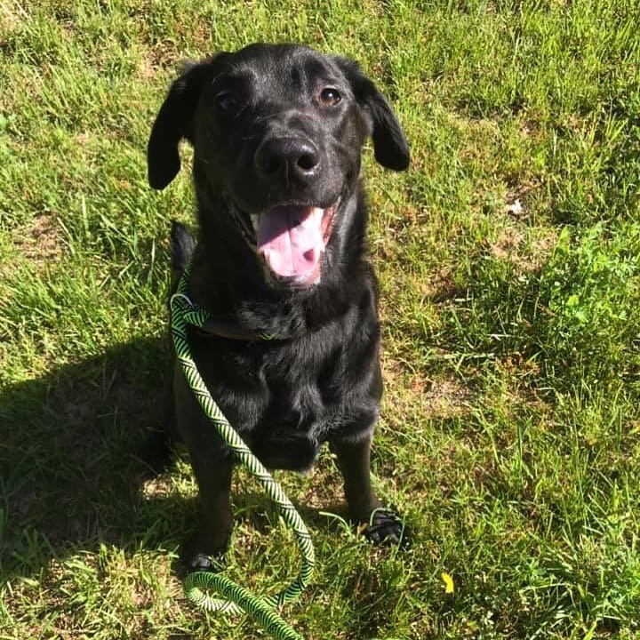 Meet Koda! 🐾

Koda came in as a stray last week and is now looking for his forever home! 🏡
Koda is a smart cookie, willing to learn and would love an active lifestyle. 
If you like to spend time at the lake, Koda is a true water loving lab! 🐾 
Breed/Coloring: Black Lab/Shepherd Mix. 
Sex: Male. 
Estimated Age: 1-2 Years Old.
Health History/Alter History: No Known Vaccinations / Neutered! 
Weight: 69.4 lbs. 
Reason: Stray. 
Important info:
Cats: No thanks! 🙂
Dogs: meet & greets required if you have other dogs to ensure a good fit!
Children: Would love the whole family ❤️
(Note, he is an excited guy and tends to jump - keep this in mind if you have little ones). Lake County Animal Control
Address: 3390 Dog Track Rd. Baldwin, MI 49304
Hours: Monday - Friday 8:00 AM - 3:00 PM 
Saturday - Sunday 8:00 AM - 12:00 PM 
Phone: (231) 745 - 3079 
Weekend Adoptions done by Appointment ONLY! 
Appointments to be made during open hours. 
Please call to schedule an appointment.

Please call before arrival to ensure an Animal Control Officer will be there. 
Please leave a message and we will be sure to get back to you ASAP! 
Fees REQUIRED upon adoption: 
Adoption Fee $20.00
CASH or CHECK only! 
Fill out an adoption application TODAY! 
https://form.jotform.com/lakecountyanimalcontrol/adoption-application

SHARE to find Koda a home!