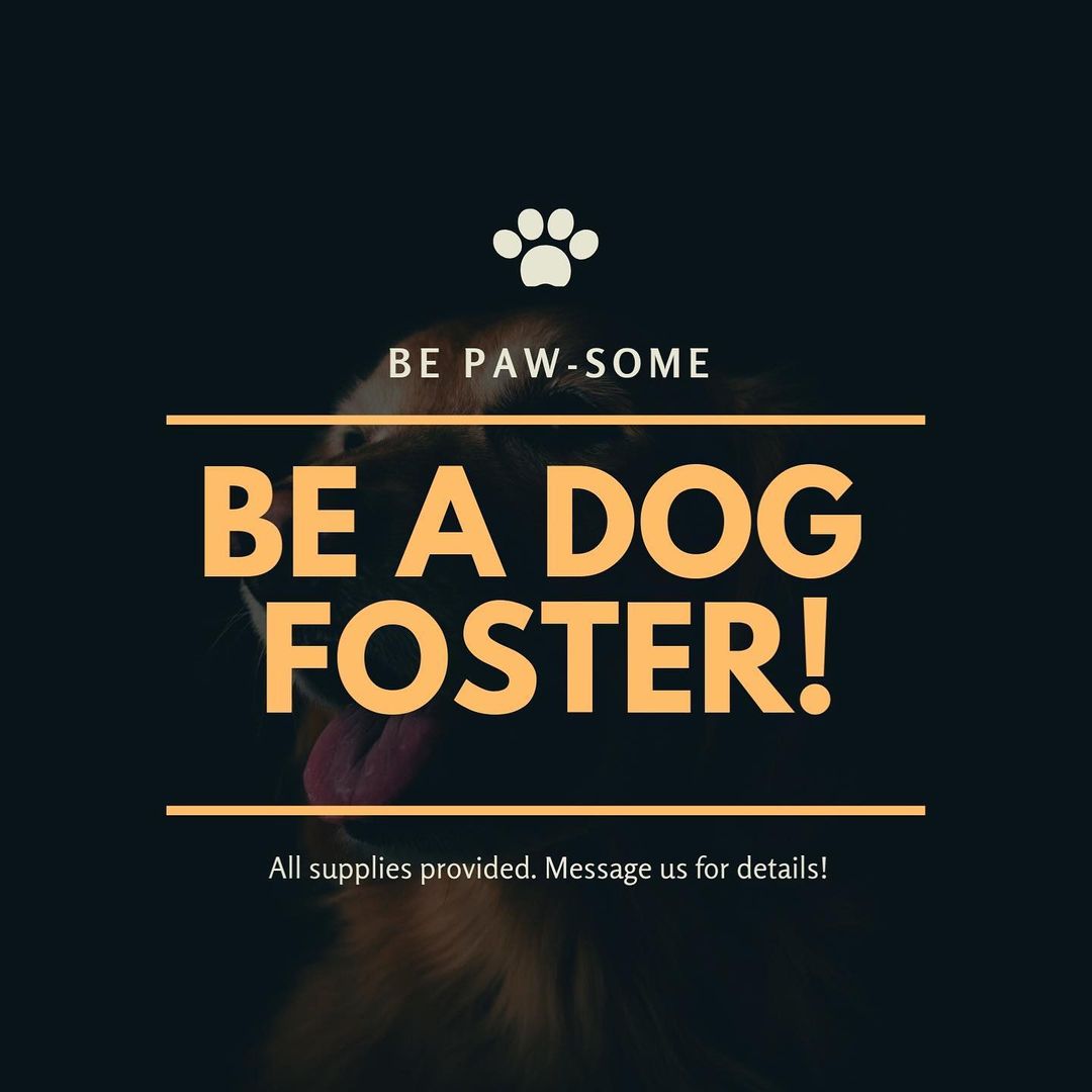 We are actively seeking fosters! Our rescue pays for everything you need! Message us for details! The more fosters we have the more dogs we can rescue!🐶♥️🐶♥️ <a target='_blank' href='https://www.instagram.com/explore/tags/stldogs/'>#stldogs</a> <a target='_blank' href='https://www.instagram.com/explore/tags/stcharlesmo/'>#stcharlesmo</a> <a target='_blank' href='https://www.instagram.com/explore/tags/adoptdontshop/'>#adoptdontshop</a> <a target='_blank' href='https://www.instagram.com/explore/tags/rescue/'>#rescue</a> <a target='_blank' href='https://www.instagram.com/explore/tags/fosterdogsofinstagram/'>#fosterdogsofinstagram</a>