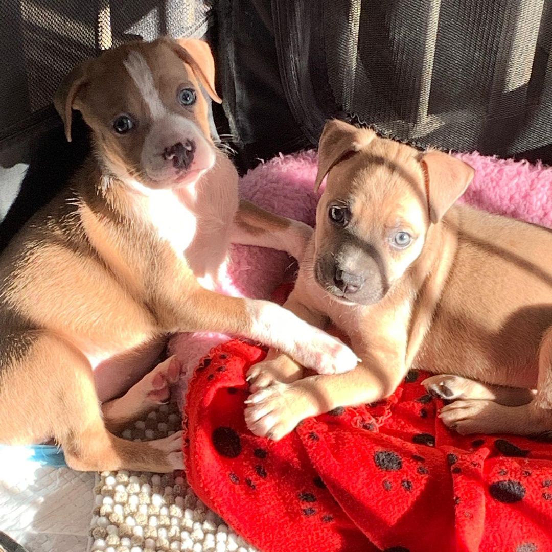 New fosters, Marc and Shakira! They’ll be ready for adoption in a few weeks! Message if interested. <a target='_blank' href='https://www.instagram.com/explore/tags/adoptdontshop/'>#adoptdontshop</a> <a target='_blank' href='https://www.instagram.com/explore/tags/dogsofinstagram/'>#dogsofinstagram</a> <a target='_blank' href='https://www.instagram.com/explore/tags/dogsofstlouis/'>#dogsofstlouis</a> <a target='_blank' href='https://www.instagram.com/explore/tags/dogsofstl/'>#dogsofstl</a> <a target='_blank' href='https://www.instagram.com/explore/tags/stcharlesmo/'>#stcharlesmo</a> <a target='_blank' href='https://www.instagram.com/explore/tags/puppies/'>#puppies</a> <a target='_blank' href='https://www.instagram.com/explore/tags/tempoofthedogrescue/'>#tempoofthedogrescue</a>