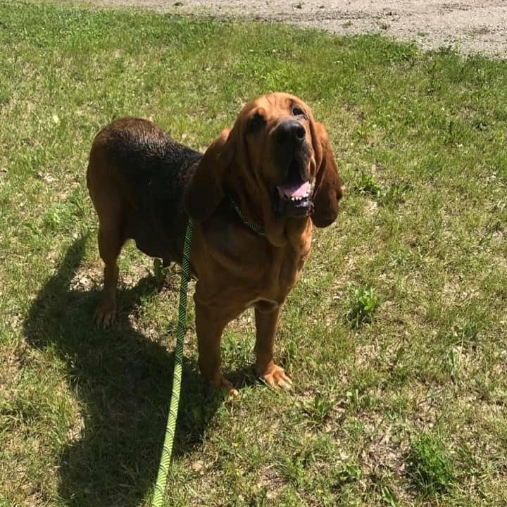 Meet Ginger! 🐾

Ginger is a toy loving, slobbery kisses, playful gal looking for her new family! ❤️ Ginger appears to have been used for breeding in the past, and “suddenly” was lost,  only to be found down a dead end road and came in as a stray. 
Ginger is looking for her retirement from breeding. 
Ginger would benefit from a family who understand the Hound breed! 
She has skin folds to be attended to and a nose to the ground which could lead her to take off. All great traits of a hound dog but needs a hound lover to appreciate her! 🐶

Breed/Coloring: Red/Black Blood hound Mix. 
Sex: Female. 
Estimated Age: 6-8 Years Old.
Health History/Alter History: No Known Vaccinations / Not Spayed. 
Weight: 92.00 lbs. 
Reason: Stray. 
Important info:
Cats: Unsure, 🙂
Dogs: Her finder had another dog, they weren’t best friends, however were able to stay together for a few days until brought into AC. 
Meet & greet to ensure a good fit! 🐾 
Children: Older kids due to size 🐶 
Lake County Animal Control
Address: 3390 Dog Track Rd. Baldwin, MI 49304
Hours: Monday - Friday 8:00 AM - 3:00 PM 
Saturday - Sunday 8:00 AM - 12:00 PM 
Phone: (231) 745 - 3079 
Weekend Adoptions done by Appointment ONLY! 
Appointments to be made during open hours. 
Please call to schedule an appointment.

Please call before arrival to ensure an Animal Control Officer will be there. 
Please leave a message and we will be sure to get back to you ASAP! 
Fees REQUIRED upon adoption: 
Spay Deposit: $25.00
Adoption Fee $20.00
(TOTAL: $45.00) 
CASH or CHECK only! 
Fill out an adoption application TODAY! 
https://form.jotform.com/lakecountyanimalcontrol/adoption-application

SHARE to find Ginger a home!