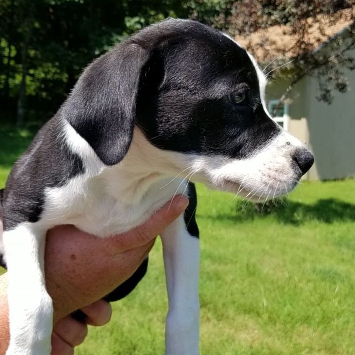 Look at that face! This girl just came to us today from a rural pound down south.  She is estimated around 10 weeks old and has an adorable personality already! 🐾

<a target='_blank' href='https://www.instagram.com/explore/tags/availableforadoption/'>#availableforadoption</a> <a target='_blank' href='https://www.instagram.com/explore/tags/stcharlesmo/'>#stcharlesmo</a> <a target='_blank' href='https://www.instagram.com/explore/tags/stlouisdogs/'>#stlouisdogs</a> <a target='_blank' href='https://www.instagram.com/explore/tags/stlouismo/'>#stlouismo</a> <a target='_blank' href='https://www.instagram.com/explore/tags/ofallonmo/'>#ofallonmo</a> <a target='_blank' href='https://www.instagram.com/explore/tags/puppylove/'>#puppylove</a> <a target='_blank' href='https://www.instagram.com/explore/tags/mixedbreed/'>#mixedbreed</a>