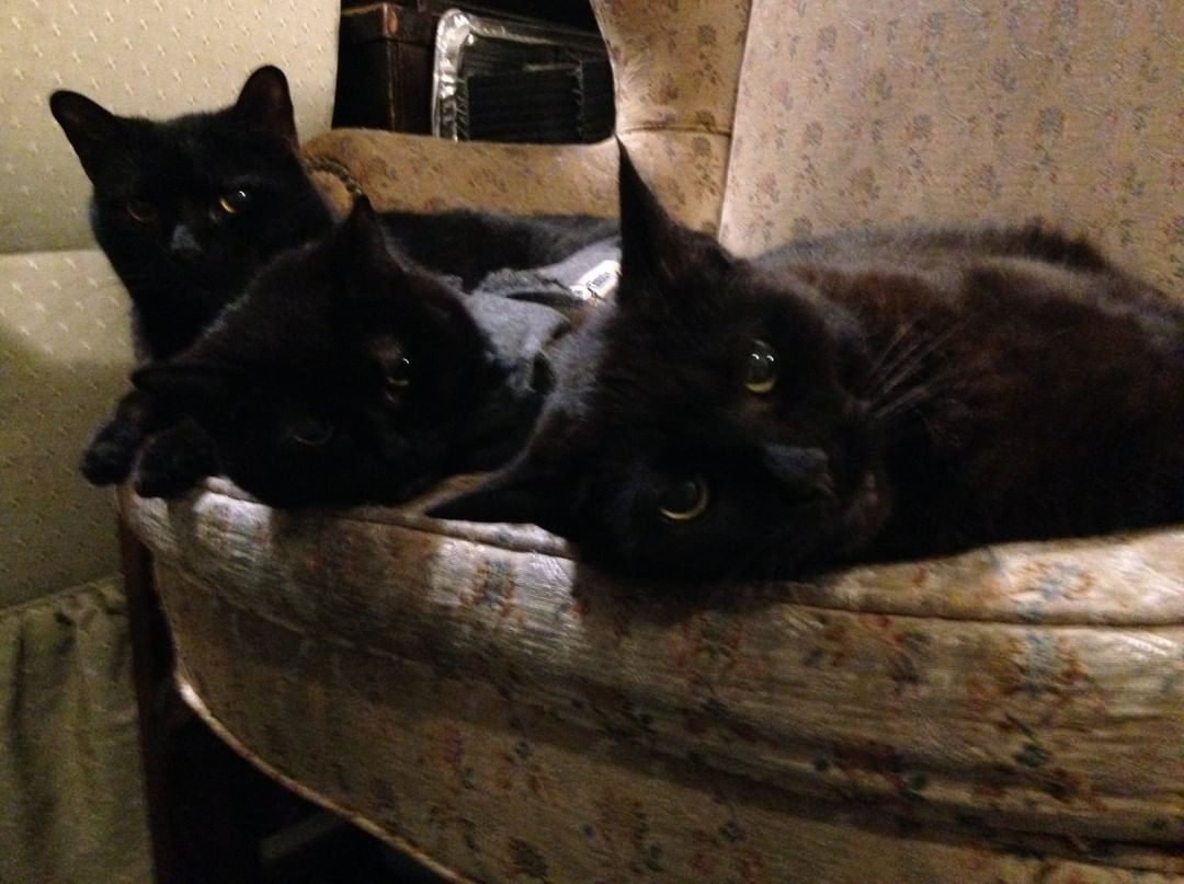 Blackie, Blackie Jr. and Princess, our newest Pet Food Pantry Pals, would like to wish you all a very happy Monday.