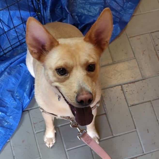 Stevie Nicks is anxiously awaiting her forever home. 
She is around 2 years old. Mixed breed 35ish lbs. She is a shy girl who bonds hard to her humans. 
<a target='_blank' href='https://www.instagram.com/explore/tags/stcharlesmo/'>#stcharlesmo</a> <a target='_blank' href='https://www.instagram.com/explore/tags/mainstreetstcharles/'>#mainstreetstcharles</a> <a target='_blank' href='https://www.instagram.com/explore/tags/mossboutique/'>#mossboutique</a> <a target='_blank' href='https://www.instagram.com/explore/tags/availableforadoption/'>#availableforadoption</a> <a target='_blank' href='https://www.instagram.com/explore/tags/adoptdontshop/'>#adoptdontshop</a>