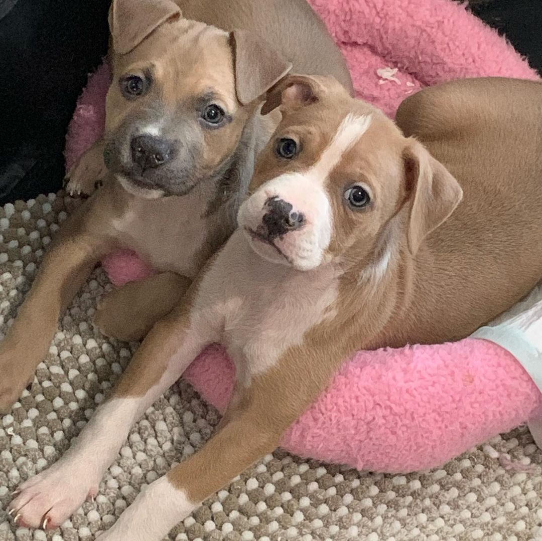 These adorable puppies will be ready for adoption in two weeks! Shakira (right) is a spunky, sweet, playful and loving little girl who isn’t afraid of bigger dogs. Marc is a calmer but very playful, brave and loving handsome little boy who barks right back at the bigger dogs like his sister! They’re both dog friendly and love people. Each of them would be an awesome addition to any good home! 
www.facebook.com/TempoOfTheDogRescue 
Tempo Of The Dog Rescue