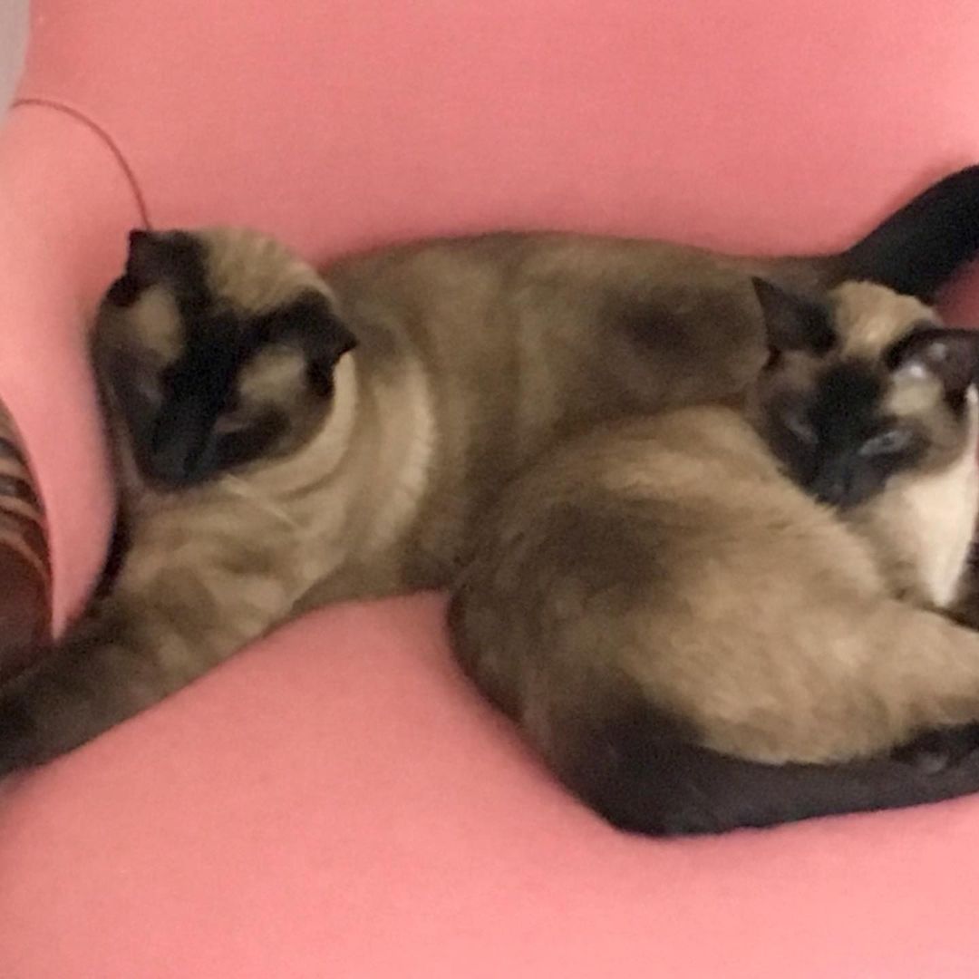 Happy Tails!
Sam and Shrimpy were adopted as kittens and are now 2 years old! They are living the good life together with their loving family!