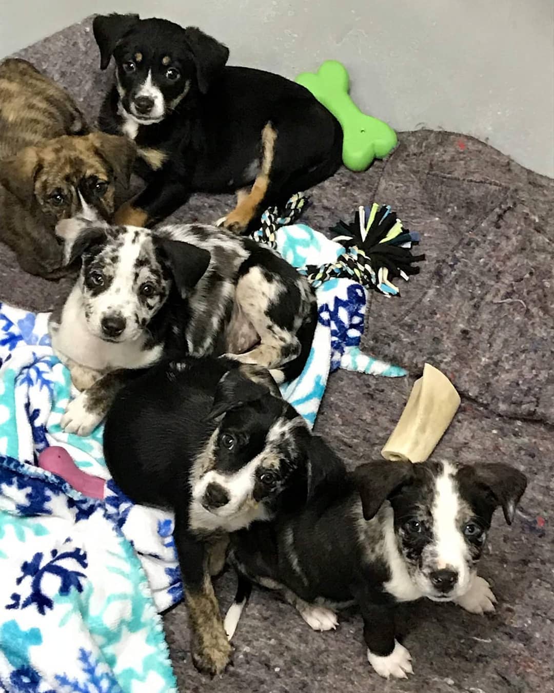 4 of these gorgeous babies are still waiting to find their new pet parents. They are <a target='_blank' href='https://www.instagram.com/explore/tags/Catahoula/'>#Catahoula</a> <a target='_blank' href='https://www.instagram.com/explore/tags/Bulldog/'>#Bulldog</a> x <a target='_blank' href='https://www.instagram.com/explore/tags/AustralianShepherd/'>#AustralianShepherd</a> mixes. There are 2 males & 2 females still awaiting adoption. Please share their picture to increase their exposure🐾🙏🏼🐾 <a target='_blank' href='https://www.instagram.com/explore/tags/puppies/'>#puppies</a> <a target='_blank' href='https://www.instagram.com/explore/tags/puppy/'>#puppy</a> <a target='_blank' href='https://www.instagram.com/explore/tags/AdoptDontShop/'>#AdoptDontShop</a> <a target='_blank' href='https://www.instagram.com/explore/tags/PJHumane/'>#PJHumane</a> <a target='_blank' href='https://www.instagram.com/explore/tags/portjervishumanesociety/'>#portjervishumanesociety</a>