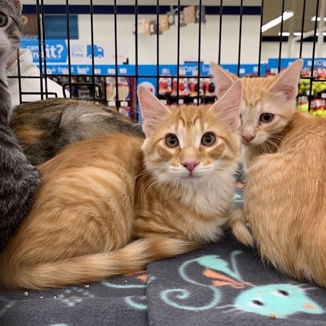 Dustin is a part of Callie's litter. He is the orange tabby with long hair. He loves to be held. His litter mates are (Lee, Wesley, Tim, and Buddy) who are also on Petfinder. Dustin is looking for his forever home! <a target='_blank' href='https://www.instagram.com/explore/tags/adopt/'>#adopt</a> <a target='_blank' href='https://www.instagram.com/explore/tags/adoption/'>#adoption</a> <a target='_blank' href='https://www.instagram.com/explore/tags/texas/'>#texas</a> <a target='_blank' href='https://www.instagram.com/explore/tags/cat/'>#cat</a> <a target='_blank' href='https://www.instagram.com/explore/tags/cats/'>#cats</a> <a target='_blank' href='https://www.instagram.com/explore/tags/catsofinstagram/'>#catsofinstagram</a> <a target='_blank' href='https://www.instagram.com/explore/tags/rescue/'>#rescue</a> <a target='_blank' href='https://www.instagram.com/explore/tags/nonprofit/'>#nonprofit</a> <a target='_blank' href='https://www.instagram.com/explore/tags/texasadoption/'>#texasadoption</a> <a target='_blank' href='https://www.instagram.com/explore/tags/DFWrescue/'>#DFWrescue</a>