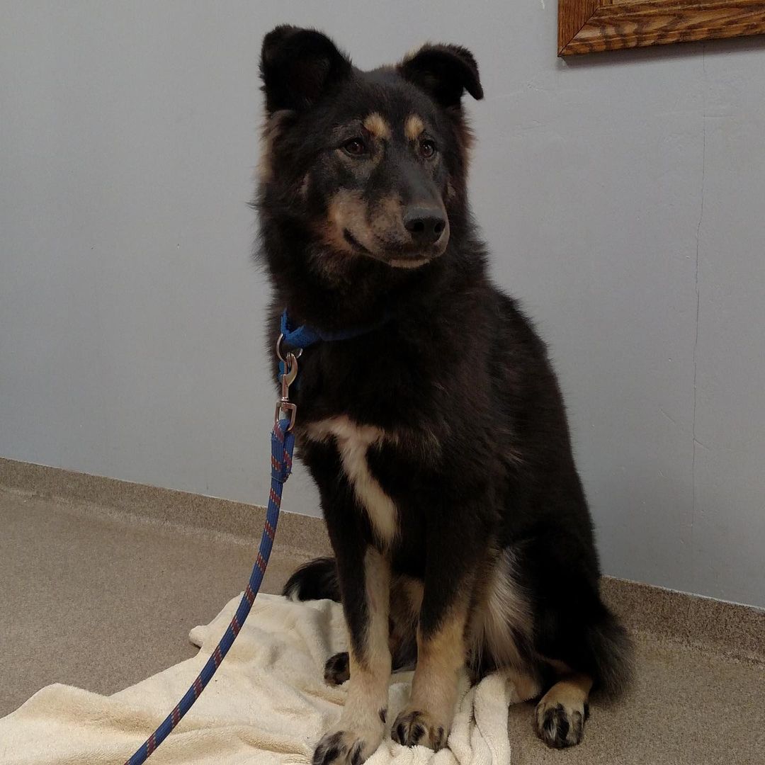 Banner - shepherd mix, 11 mos, male, black/tan. Very sweet but very shy. 
Please visit our website, Facebook page or call to meet our Buddies and learn more about our adoption process.
—————————————
📞: 847-290-5806
💻: thebuddyfoundation.org
📱: thebuddyfoundation
—————————————
Adoption Hours
•Monday & Wednesday - CLOSED
•Tu/Th/Fri - 10am-12pm | 4pm-8pm
•Saturday - 10am-4pm
•Sunday - 10am-2pm
—————————————
65 W Seegers Rd., Arlington Heights, IL
—————————————
<a target='_blank' href='https://www.instagram.com/explore/tags/adoptdontshop/'>#adoptdontshop</a> <a target='_blank' href='https://www.instagram.com/explore/tags/rescuedog/'>#rescuedog</a>  <a target='_blank' href='https://www.instagram.com/explore/tags/thebuddyfoundation/'>#thebuddyfoundation</a> <a target='_blank' href='https://www.instagram.com/explore/tags/dogsofchicago/'>#dogsofchicago</a> <a target='_blank' href='https://www.instagram.com/explore/tags/chicagodog/'>#chicagodog</a> <a target='_blank' href='https://www.instagram.com/explore/tags/chicagorescue/'>#chicagorescue</a>