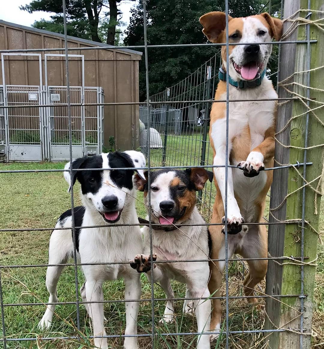 These 3 gorgeous boys were rescued from a terrible living environment where they were kept locked in a shed because the owner didn’t have “any way to keep them on the property.”🙄 They are all 1 year young boys, neutered & fully health tested, ready to go. From left to right we have Bolo, Gordy & Tanner... <a target='_blank' href='https://www.instagram.com/explore/tags/BorderCollie/'>#BorderCollie</a> x <a target='_blank' href='https://www.instagram.com/explore/tags/Heeler/'>#Heeler</a> crosses. ALL sweet and gentle...good with other dogs, kids and even cats! All under 50lbs and done growing, these boys have SO MUCH love and life to give to a potential adopter! They will be adopted out separately preferably🐾❣️🐾 <a target='_blank' href='https://www.instagram.com/explore/tags/woof/'>#woof</a> <a target='_blank' href='https://www.instagram.com/explore/tags/adoptdontshop/'>#adoptdontshop</a> <a target='_blank' href='https://www.instagram.com/explore/tags/adoptadog/'>#adoptadog</a> <a target='_blank' href='https://www.instagram.com/explore/tags/photooftheday/'>#photooftheday</a> <a target='_blank' href='https://www.instagram.com/explore/tags/PJHumane/'>#PJHumane</a> <a target='_blank' href='https://www.instagram.com/explore/tags/portjervishumanesociety/'>#portjervishumanesociety</a>