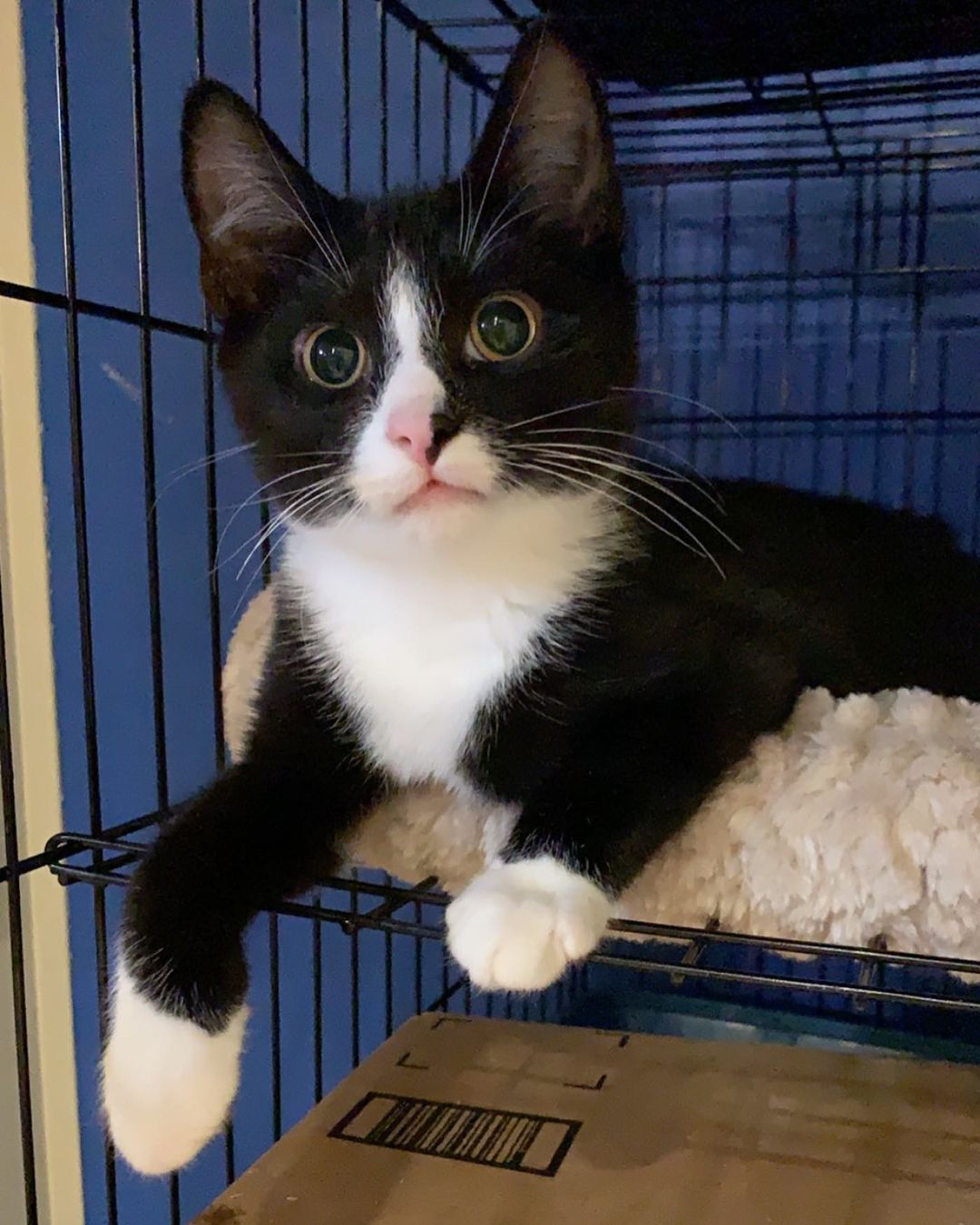 This is Owl! This handsome man is blind and is waiting for his upcoming appointment with an eye specialist. Personally we think he has a VERY boop-able nose. <a target='_blank' href='https://www.instagram.com/explore/tags/kitten/'>#kitten</a> <a target='_blank' href='https://www.instagram.com/explore/tags/kittensofinstagram/'>#kittensofinstagram</a> <a target='_blank' href='https://www.instagram.com/explore/tags/adoptdontshop/'>#adoptdontshop</a> <a target='_blank' href='https://www.instagram.com/explore/tags/hiddentreasuresadoptioncenter/'>#hiddentreasuresadoptioncenter</a>