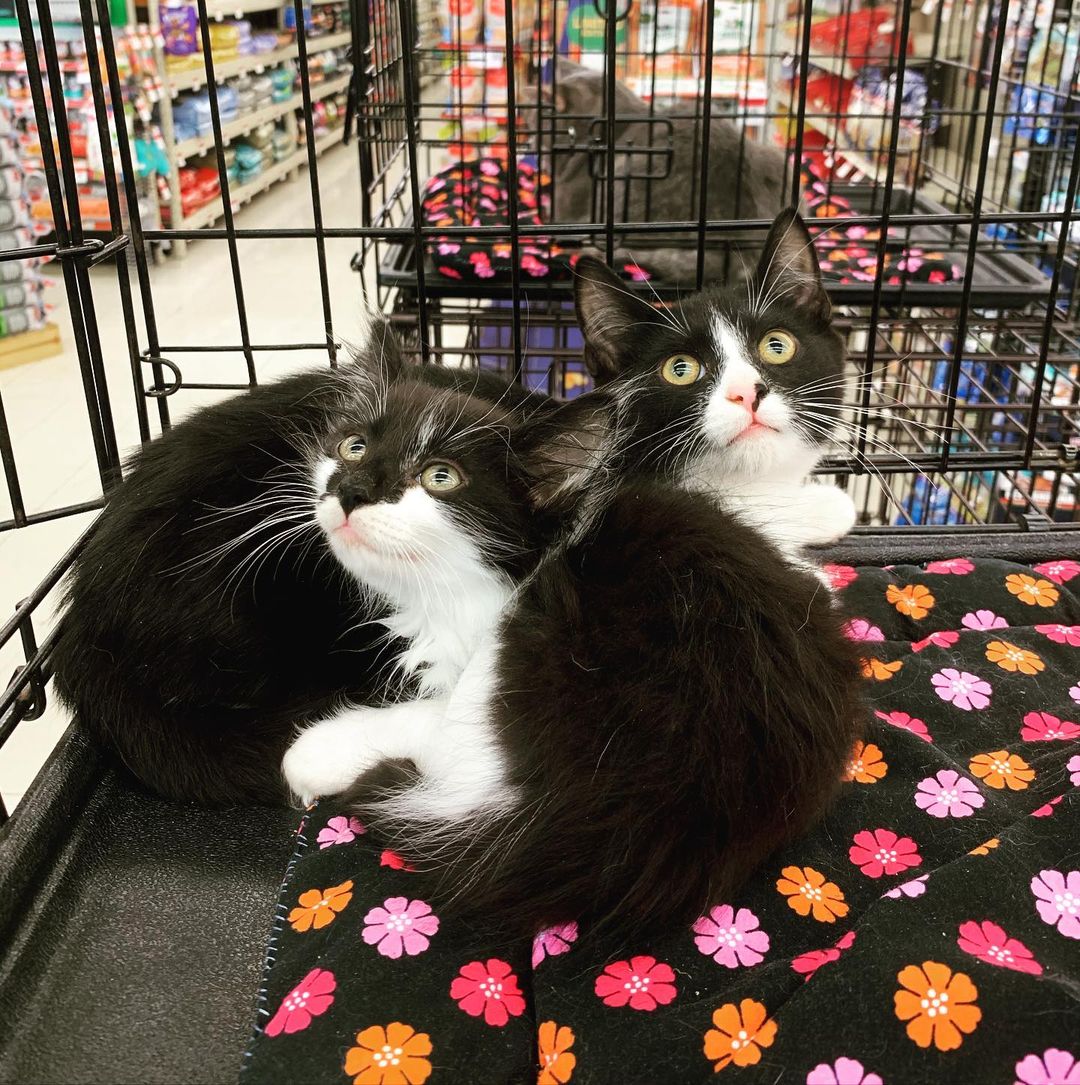 Meet Owl (back) and Sparrow (front)!! These two little men are best friends and need to go home together. Come to our adoption events this weekend to meet them!