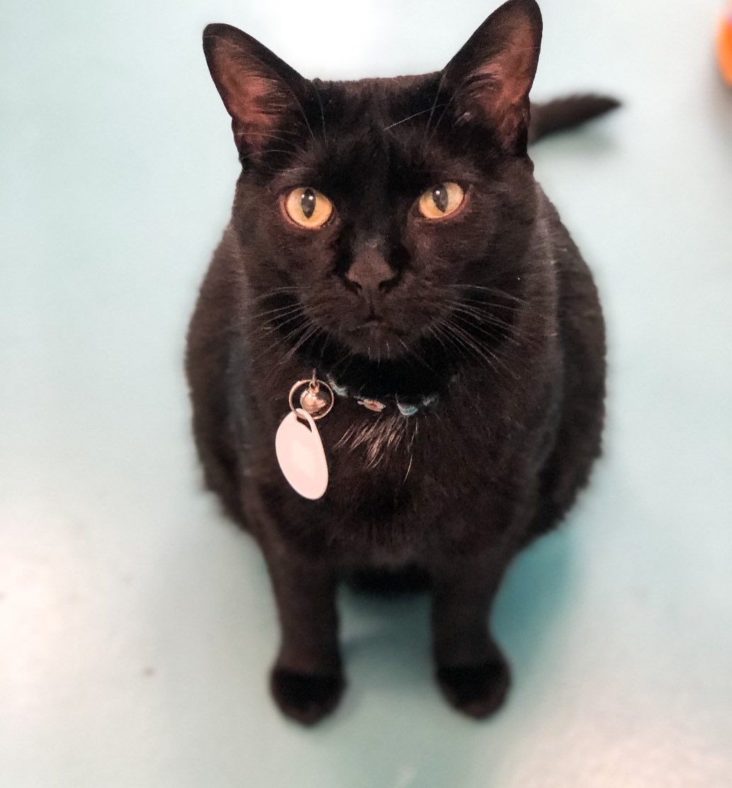 Hey there, my name is Sike. I am 2 years old and am actively searching for a perfect place to call my home. I am very affectionate and friendly. I promise to always greet you when you come home from work and to cuddle with you while you read your favorite book. I enjoy head scratches, treats, and big comfy cat beds. I get along well with other cats and would do well in a home with kids. Come by and meet me today, I know you will fall in love!