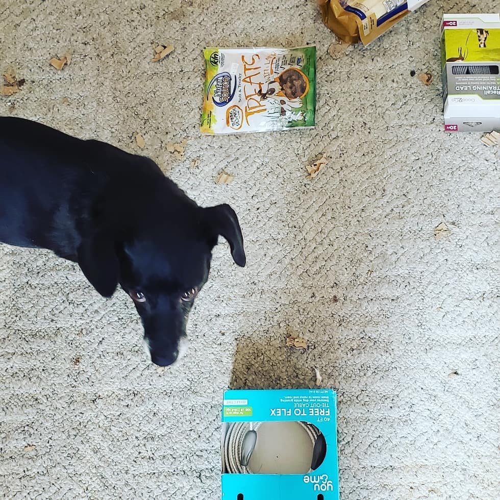Mr. Midnight went on his 30 day trial♡ he is such a sweet boy and absolutely loved his Rat terrier sister and kitty siblings ♡ happy forever midnight ♡ <a target='_blank' href='https://www.instagram.com/explore/tags/dogsofinstagram/'>#dogsofinstagram</a> <a target='_blank' href='https://www.instagram.com/explore/tags/IPSDR/'>#IPSDR</a> <a target='_blank' href='https://www.instagram.com/explore/tags/seniordogsrock/'>#seniordogsrock</a> <a target='_blank' href='https://www.instagram.com/explore/tags/fosteringsaveslives/'>#fosteringsaveslives</a> <a target='_blank' href='https://www.instagram.com/explore/tags/adoptdontshop/'>#adoptdontshop</a> <a target='_blank' href='https://www.instagram.com/explore/tags/doxiesofinstagram/'>#doxiesofinstagram</a> <a target='_blank' href='https://www.instagram.com/explore/tags/RatTerrier/'>#RatTerrier</a>