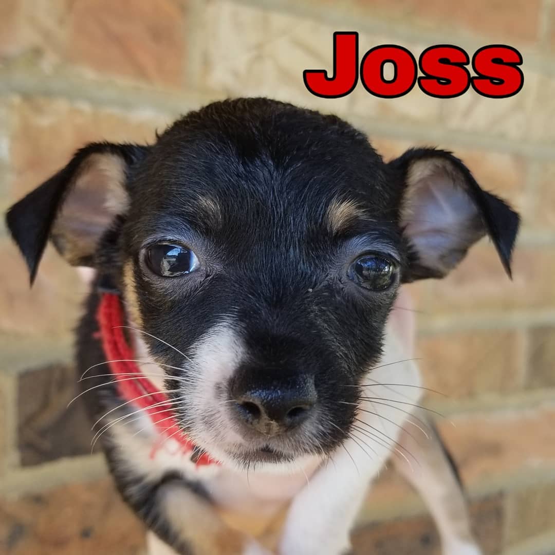 Born 09/11/2019

Mom is a 15lb long/wire-haired Jack Russell Terrier/dachshund (total guess) mix. Unsure of what dad was. Puppies weighed between 1.9-3lbs at their 6 week checkup. So they are tracking to stay on the smaller side. .
.
They will be debuted at the Lola & Penelope's (Clayton location) event this Saturday, November 9th from 11-2. Interested adopters may pre-apply. But, we will not be selecting applicants until after we meet people at the event. We ONLY do adoptions within the metro St. Louis area.
.
.
Our adoption application: https://forms.gle/mfFV3ByMhFySZeSk6 .
.
.
<a target='_blank' href='https://www.instagram.com/explore/tags/stlouisdogs/'>#stlouisdogs</a> <a target='_blank' href='https://www.instagram.com/explore/tags/stldogs/'>#stldogs</a> <a target='_blank' href='https://www.instagram.com/explore/tags/availableforadoption/'>#availableforadoption</a> <a target='_blank' href='https://www.instagram.com/explore/tags/adoptionevent/'>#adoptionevent</a> <a target='_blank' href='https://www.instagram.com/explore/tags/adoptables/'>#adoptables</a> <a target='_blank' href='https://www.instagram.com/explore/tags/jackrussellmix/'>#jackrussellmix</a> <a target='_blank' href='https://www.instagram.com/explore/tags/tiny/'>#tiny</a> <a target='_blank' href='https://www.instagram.com/explore/tags/puppylove/'>#puppylove</a>