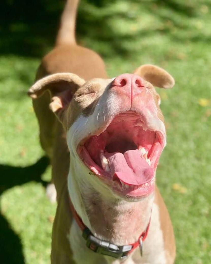 <a target='_blank' href='https://www.instagram.com/explore/tags/adoptable/'>#adoptable</a> Little Debbie is all smiles for our final count down to our fundraiser this Sunday, 10/27! Debbie is searching for her forever family and would simply love to meet you. Head over to Mount Vernon Animal Shelter and learn more about this lovely little lady 😇

We are so excited to announce that our dear longtime supporter, Weston, received an auction item donation on our behalf from his father. Jets/ Steelers Tickets AND a parking pass!  Thank you to Weston, and his father, for helping us continue to support shelter animals like Debbie, with foster and vet expenses as they arise. Tickets to our fundraiser can be found here— we have 15 remaining! https://www.bestbullies.org/product-page/best-bullies-2019-fundraiser-ticket

Please SHARE and help us find Little Debbie’s forever family! ❤️