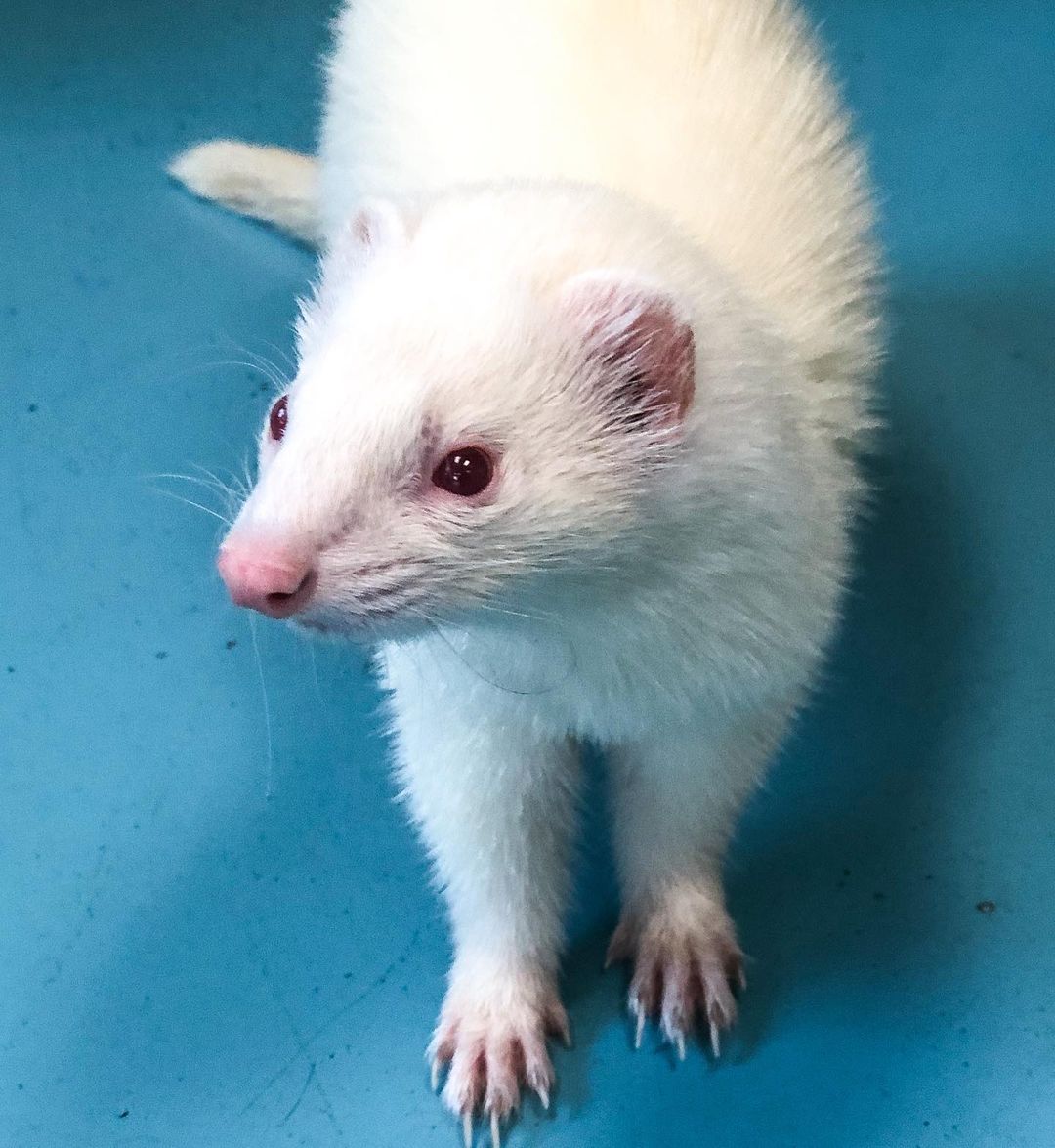 Meet Pluto and Jupiter, a bonded pair of ferrets who are out of this world adorable. Pluto and Jupiter are active and playful little guys who have experience living with dogs, cats, and kids. When they aren't chasing each other around and exploring their surroundings, they can be found napping in their mini hammock and taking in the sunshine. Come by PHS and adopt Pluto and Jupiter today!