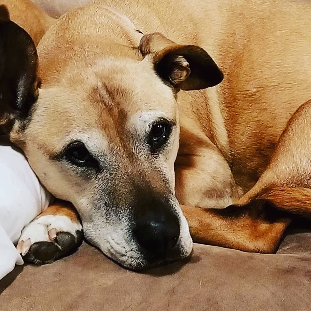 Good night from Harley and Cleo♡ they're available for adoption.  We are currently looking for $25 monthly sponsors for these two♡ <a target='_blank' href='https://www.instagram.com/explore/tags/IPSDR/'>#IPSDR</a> <a target='_blank' href='https://www.instagram.com/explore/tags/seniordogsrock/'>#seniordogsrock</a> <a target='_blank' href='https://www.instagram.com/explore/tags/dogsofinstagram/'>#dogsofinstagram</a> <a target='_blank' href='https://www.instagram.com/explore/tags/fosteringsaveslives/'>#fosteringsaveslives</a>