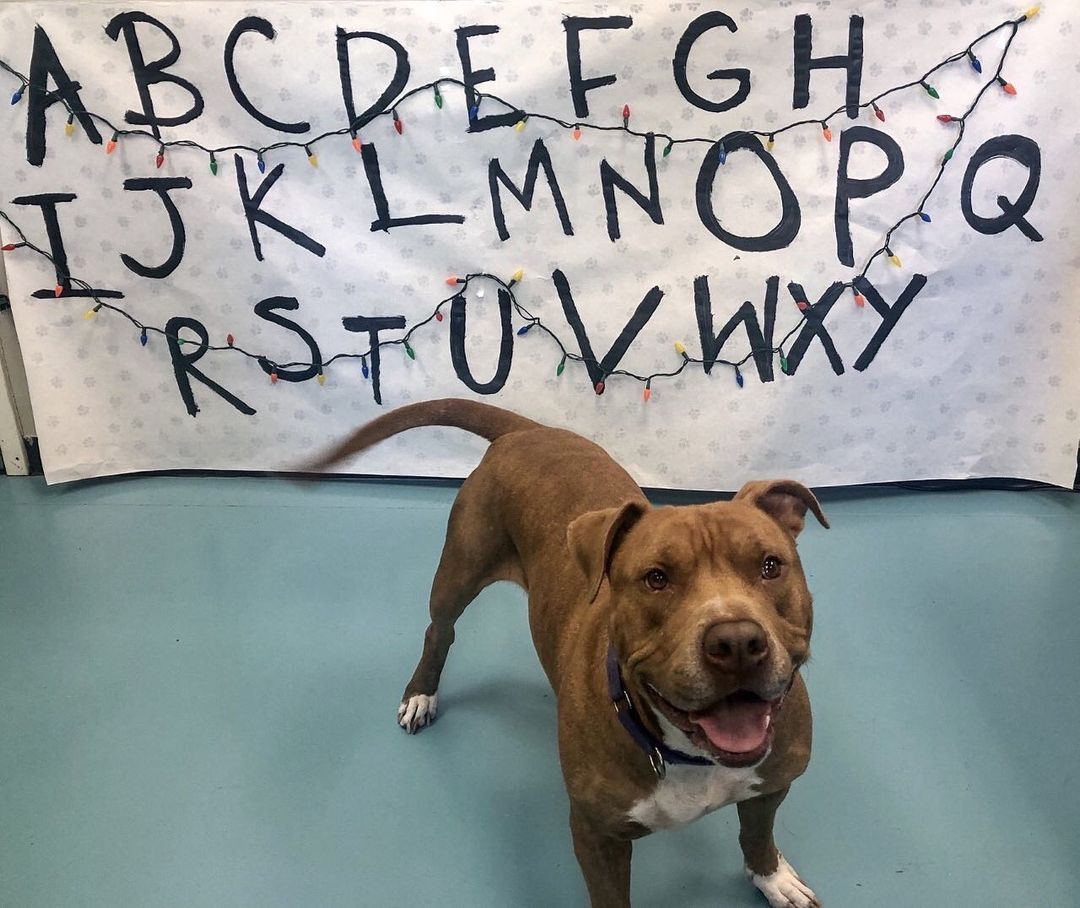 Manny thinks you should come out for our Straynger Things: Portsmouth Humane Society Pub Crawl next Saturday, October 19 and, with a face like that, how could you say no?Tomorrow is the last day to register before prices go up. Visit our website to register and to see all the participating restaurants and their specials!